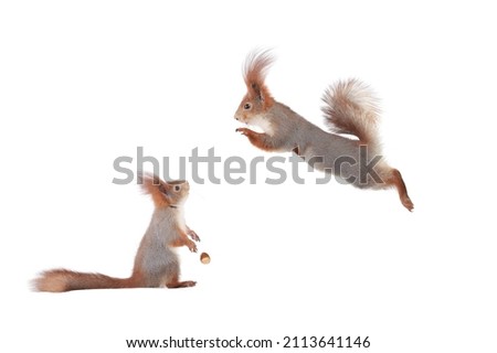 surprised squirrel looking at squirrel jump isolated on white background