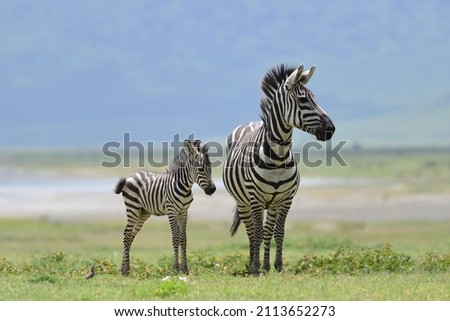 Zebra with foal in Ngorongoro Crater