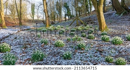 Early spring snowdrops (Galanthus nivalis), and a light covering of snow in a Beech wood near Painswick, The Cotswolds, Gloucestershire, UK              Royalty-Free Stock Photo #2113654715