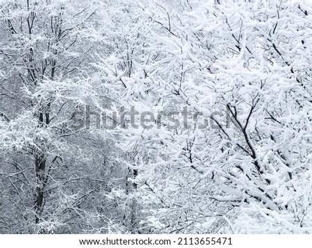 Snow covered winter trees after a snowstorm create an almost black and white background with a strong winter vibe