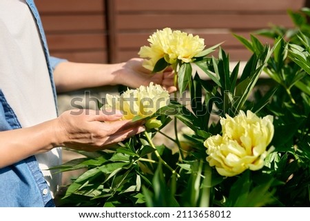 Closeup of woman's hands touching yellow flowers on peony bush