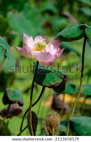 Pink lotus flower growing in the pond and green leaf background.