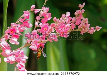 Beautiful pink Mexican Creeper flower on a vine with bees sucking nectar in the pollen on flower, soft focus image.