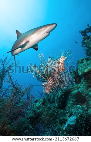 Underwater image with sharks and lionfish.