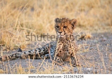 Cheetah cubs in the Kalahari in Botswana