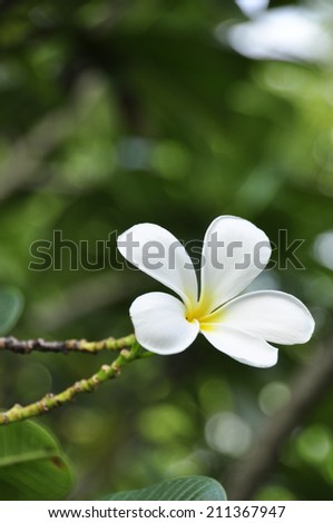 white plumeria flower and green leaf
