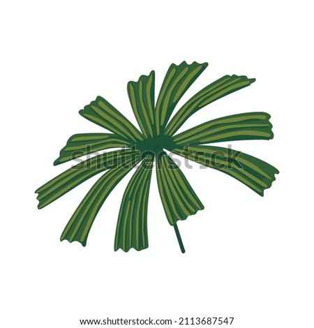 Hand drawn tropical leaves. Floral element isolated. Print, poster design. Vector illustration