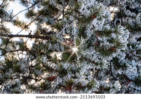 hoar frost on the needles from a mountain pine at a cold sunny winter day