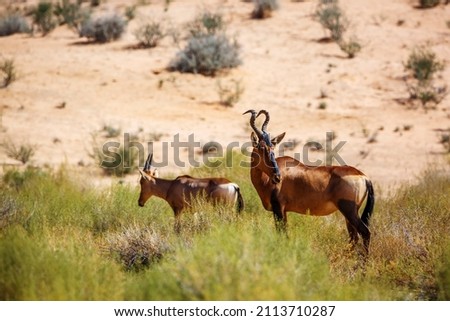 Hartebeest female and calf in Kgalagadi transfrontier park, South Africa; specie Alcelaphus buselaphus family of Bovidae Royalty-Free Stock Photo #2113710287