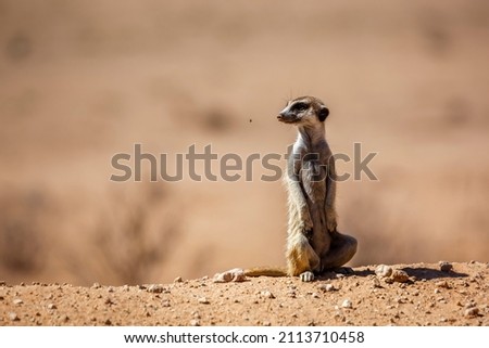 Meerkat in alert isolated in natural background in Kgalagadi transfrontier park, South Africa; specie Suricata suricatta family of Herpestidae