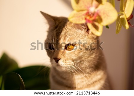 British cat with yellow eyes. A flower in the background.