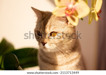 British cat with yellow eyes. A flower in the background.