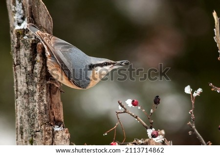 The Eurasian nuthatch landed on a feeder-stump,   moss covered log foraging for seeds, nuts, dried mealworms and suet cake, fat cake. Forest in Europe. Upside down bird.

