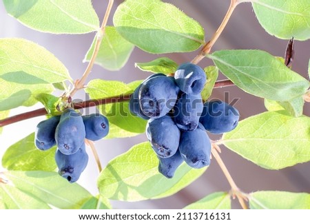 Honeysuckle berries on a branch close-up, bottom view. Royalty-Free Stock Photo #2113716131
