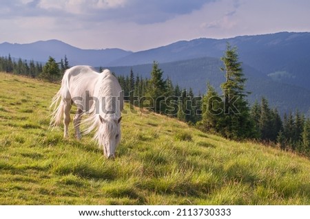 A beautiful white horse grazing in the meadow. Carpathian mountains, Ukraine.
