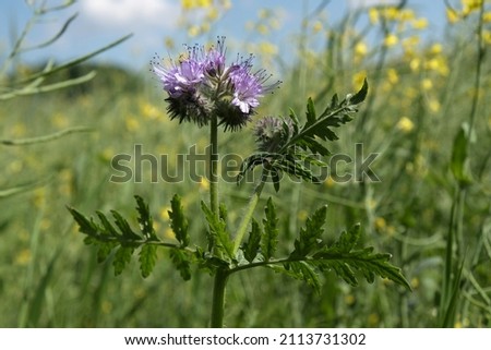 Close up of single Phacelia tanacetifolia (lacy phacelia, blue tansy or purple tansy) plant on field. It used as cover crop, a bee plant, green manure and  ornamental plant. Royalty-Free Stock Photo #2113731302