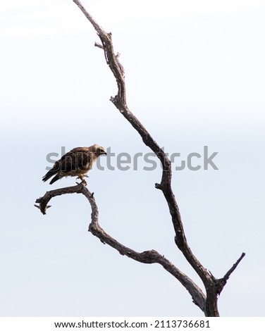 a beautiful  juvenile wahlberg's eagle  