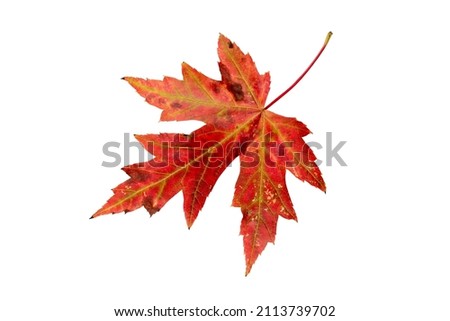 Silver maple or Acer saccharinum bright red autumn colored leaf isolated on white. Royalty-Free Stock Photo #2113739702