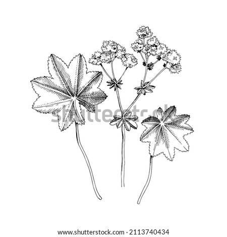 Hand-drawn Lady's mantle. Medicinal herb Royalty-Free Stock Photo #2113740434