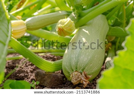Light green squash fruit in foliage in the garden on a sunny day in the countryside.