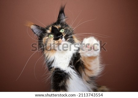 fluffy tortie white maine coon cat with long whiskers playing raising paw on brown background Royalty-Free Stock Photo #2113743554