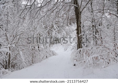 particular view of a mountain forest, with deciduous trees and bushes, completely covered in snow during winter season. seasonal background. winter concepts