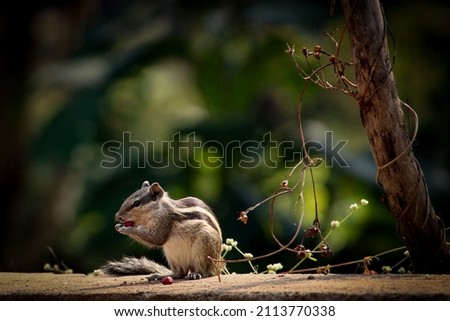 Indian palm squirrel enjoying his breakfast on cold winter days 