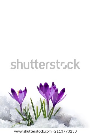 Spring snowdrops flowers violet crocuses ( Crocus heuffelianus ) in snow on a white background with space for text Royalty-Free Stock Photo #2113773233
