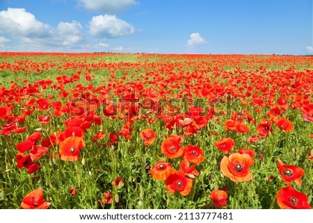 Poppy flower field under the blue sky on a bright summer day