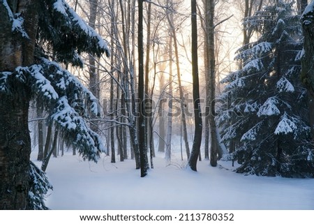 Beautiful winter forest in the snow. Sunset. The sun. the light of the sun through the trees