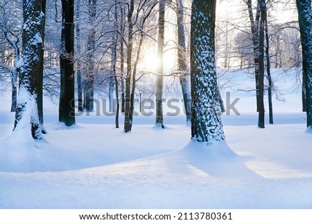 Beautiful winter forest in the snow. Sunset. the light of the sun through the trees