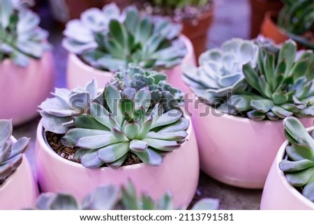 Fashion Design Cactus closeup succulent front view in purple ceramic pot with copy space. Cacti Minimal summer still life concept. Trendy Bright Color. neon Mood on ultra Violet background.