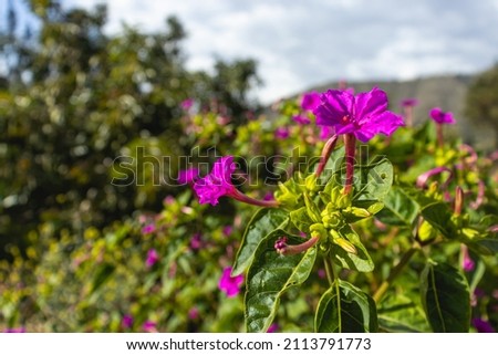 The plant Dondiego de Noche, dompedros, periquito, dengue, marvel of Peru or clavellina, known as Mirabilis jalapa L. belongs to the plant family Nyctaginaceae. Royalty-Free Stock Photo #2113791773