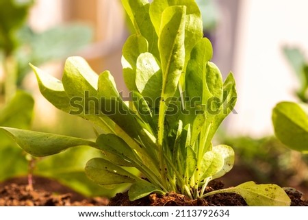 big green vegetable leaves with water drops by the sunlight; Cichorium intybus intybus or Almeirão in Brazil