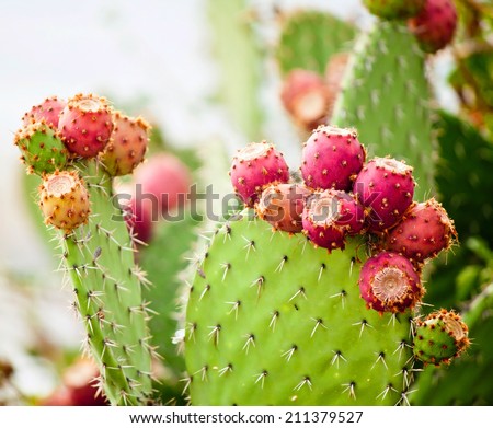 Prickly pear cactus close up with fruit in red color, cactus spines. Royalty-Free Stock Photo #211379527
