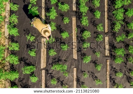 A young girl in a straw hat is standing in the middle of her beautiful green garden, covered in black garden membrane, view from above. A woman gardener is watering the plants with watering can Royalty-Free Stock Photo #2113821080