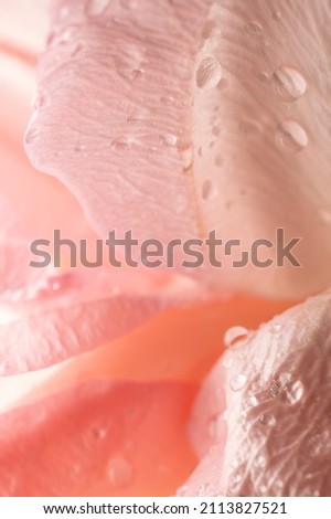 Close up of beautiful fresh rose  and dew ,Extreme macro shot with soft and very shallow depth of field .Background of love for Happy Women's, Mother's, Valentine's Day, birthday greeting card design.