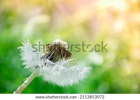 Abstract dandelion flower on a blurred green background with defocused highlights. Soft focus, close-up, macro photography.