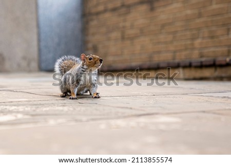 Close-up of little cute squirrel sitting on paving stones head up alertly, Fluffy squirrel sitting on promenade