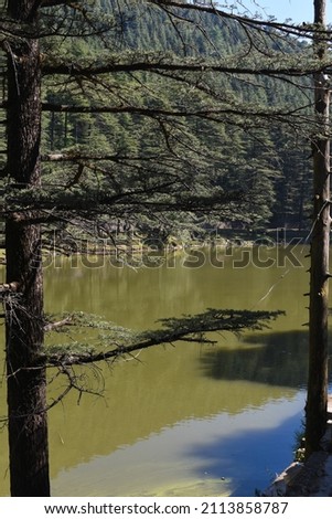 29th oct 2021- Beautiful dal lake in dharamshala scenery covered with himalayan cedar trees. Royalty-Free Stock Photo #2113858787