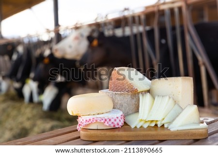 Whole wheels and slices of various delicious natural cheeses on wooden table standing in outdoor cowshed. Production of dairy products