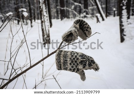 Old lost wool knitted mittens on a tree branch in winter on a cloudy day. Winter background. Outdoors.