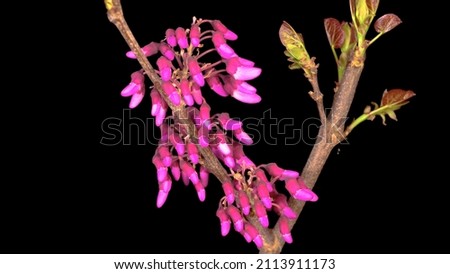 Photo of pink flowers blooming with black background.