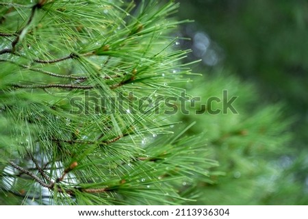 pine branches after rain. wet pine branches after rain close up. Raindrops on a pine needle. Natural blurred background with needles twigs and drops after rain Royalty-Free Stock Photo #2113936304