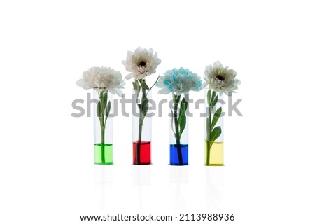 Chrysanthemum buds in transparent test tubes with colored water. The process of coloring white flowers. Changing  white flowers into another color with food coloring. Isolated.  Royalty-Free Stock Photo #2113988936