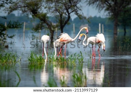 nature scenery or natural painting by Greater flamingo flock or flamingos family during winter migration at Keoladeo National Park or Bharatpur bird sanctuary rajasthan india - Royalty-Free Stock Photo #2113997129