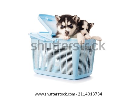 Purebred Siberian Husky puppy in a blue carry case for animals isolated on white background.