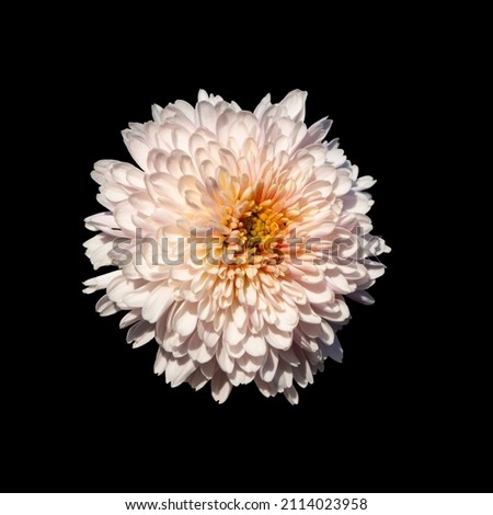 Close-up of a light pink chrysanthemum flower isolated on a black background. No shadows with a clipping contour. For the design. Nature. A beautiful pink flower.