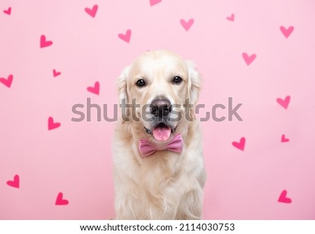 Portrait of a dog on a pink background with hearts. Golden Retriever for Valentine's Day, wedding and birthday. Postcard with pet. Royalty-Free Stock Photo #2114030753
