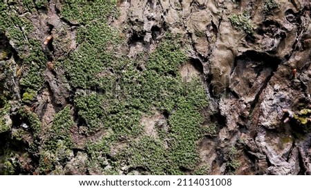 mossy old wood surface texture.